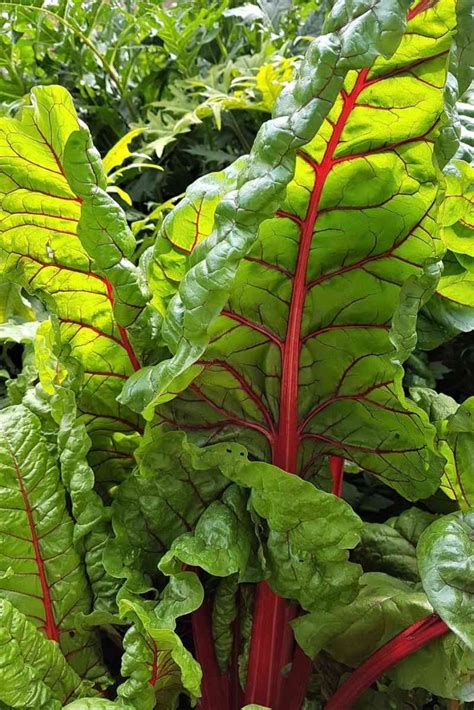 Rhubarb Companion Plants The Best And Worst Pairings