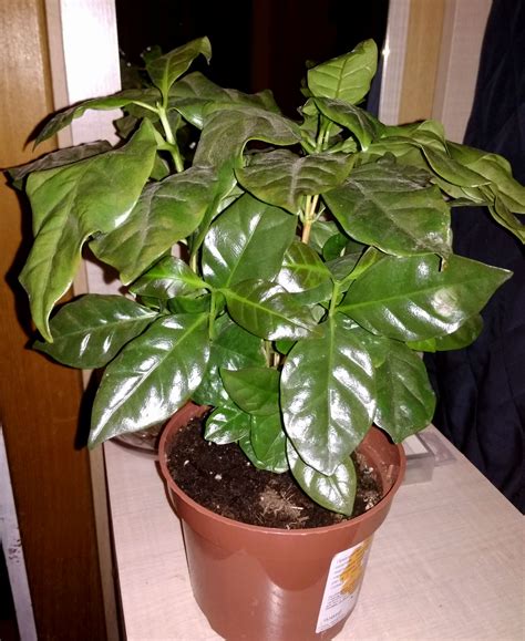 Кофейная плантация по цене бублика: tasha_jardinier — LiveJournal