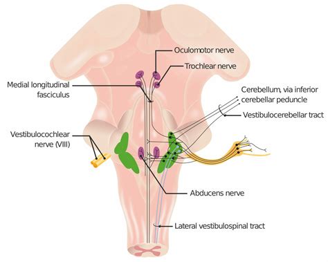 Cranial Nerve Palsies Concise Medical Knowledge