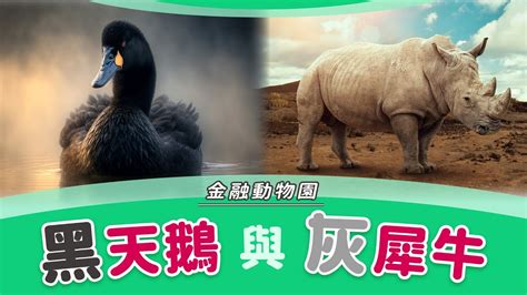 金融動物園 「黑天鵝」與「灰犀牛」效應是什麼？｜投資泰簡單 Youtube