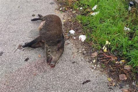 Auto Contro Cinghiale In Pieno Centro Abitato Ennesimo Incidente Nel