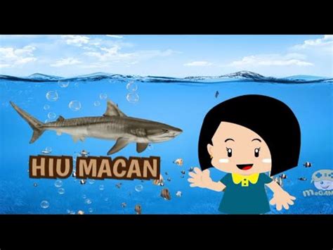 IKAN HIU MACAN BELAJAR ILMU PENGETAHUAN TENTANG FAUNA LAUT YouTube