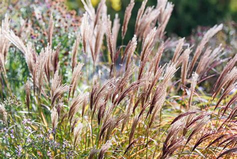 Cómo cultivar y cuidar la hierba de plata Miscanthus BestHome365