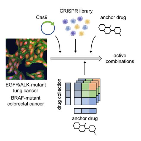 Integrated Crispr Screening And Drug Profiling Identifies Combination