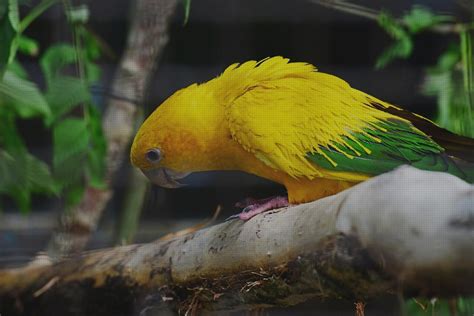 Mejores Pajaro Dorados Para Tocafo