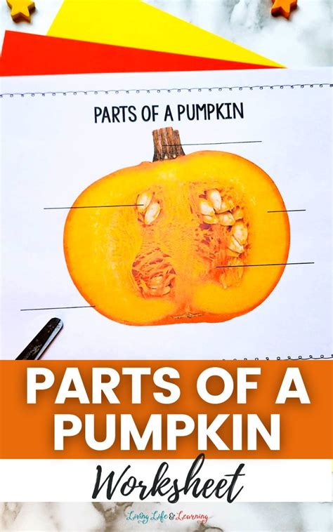 Parts Of The Pumpkin Worksheet