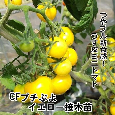 【ミニトマト苗 販売】cfプチぷよイエロー接木苗 赤毛農園の直売所 野菜苗生産 通販