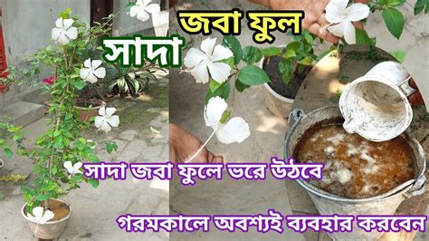 সাদা ফুল গাছজবা ফুল গাছজবা ফুলজবাhow To Care Hibiscus Plant In