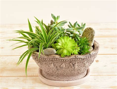 Container Grown Succulents Tips On Growing Succulents In Pots