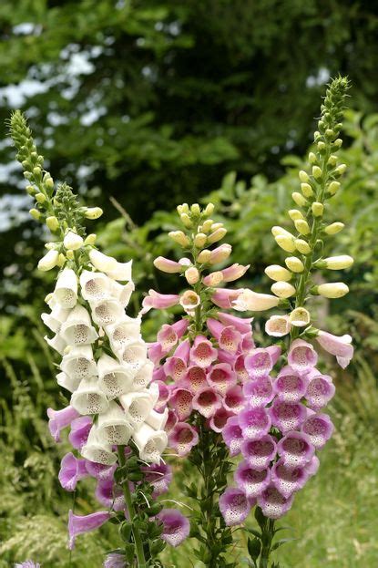 Foxgloves Care And Growing Guide Expert Tips For Success Homes And Gardens