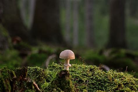 Mushroom Moss Forest Free Photo On Pixabay