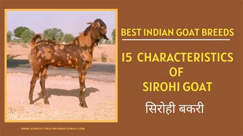 Sirohi Goat 15 Main Characteristics Of Sirohi Goat सिरोही बकरी Youtube