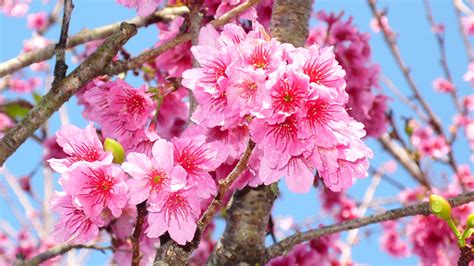 Sfondi Sakura Rosa Colore Fiore Alberi In Fiore X