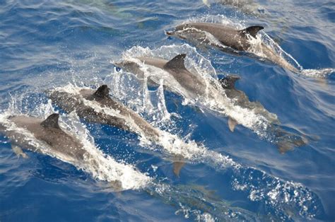 Premium Photo | Dolphins swimming in sea