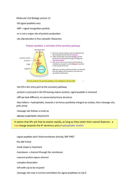 Molecular Cell Biology Lecture 11 Notes Molecular Cell Biology