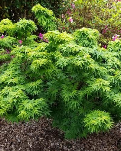 Mikawa Yatsubusa Singing Tree Gardens Nursery Japanese Maple Tree Garden Nursery Garden Trees