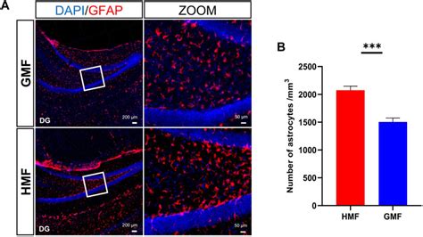 Frontiers Effects Of Hypomagnetic Field On Adult Hippocampal