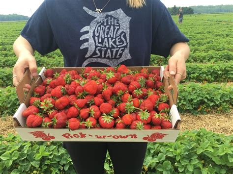 Strawberry Picking in Michigan: Why You Should Go & Tips For When You ...