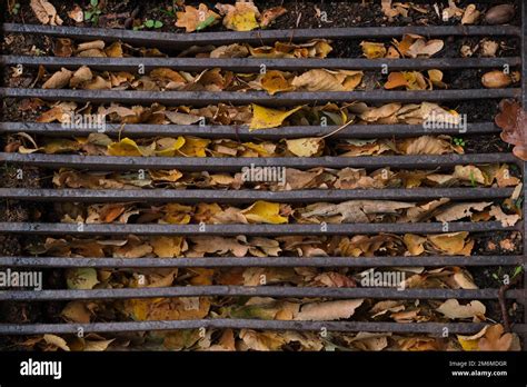 Autumn Foliage Clogged Water Drainage Street Water Drain Blocked With