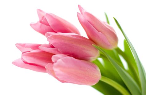 Hintergrundbilder Tulpen Blumen Rosa weißer Hintergrund 2620x1720