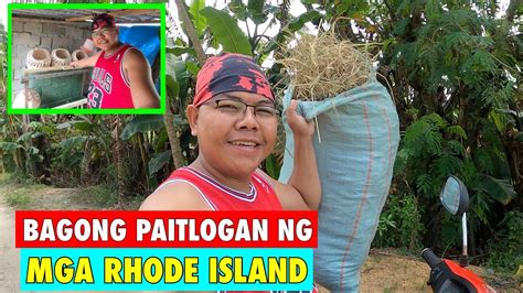 DIY Sa Kulongan Ng Mga Alaga Kung Manok RHODE ISLAND YouTube