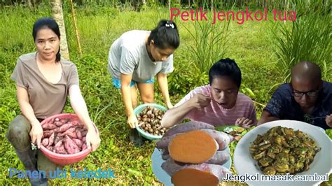 Panen Jengkol Dan Ubi Keledek Jengkol Masak Sambal Dan Rebus Ubi