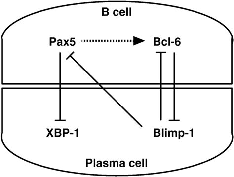 A Schematic Diagram Of Regulatory Network Controlling Plasma Cell