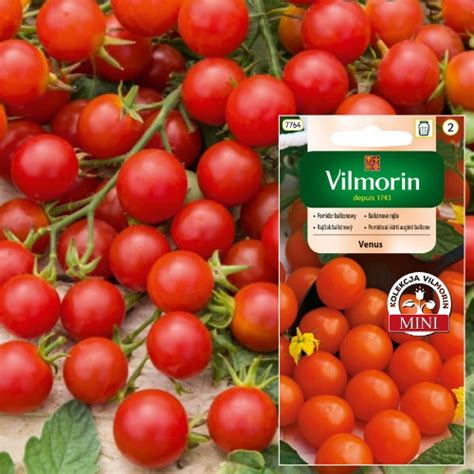 VILMORIN POMIDOR BALKONOWY VENUS TYPU CHERRY 0 3G NASIONA POMIDORÓW