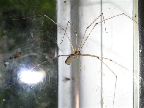 File:Daddy long-legs spider 1.jpg - Wikimedia Commons