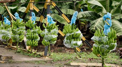 Cultivo Y Exportacion De Banano Plants Garden Guatemala