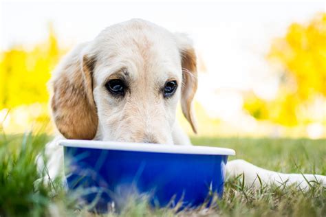 Sensitiv Hundefutter für Magen Darm empfindliche Hunde im Überblick