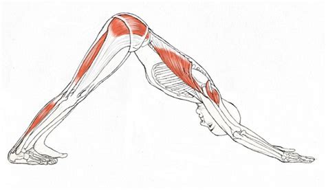 Benefits And Importance Of Adho Mukha Svanasana I