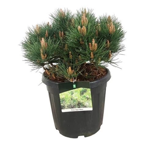 Kiefernbaum Pinus Nigra Nana Schnelle Lieferung Fleurdirect