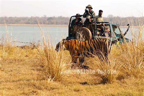 1 Exciting Tadoba Jungle Safari Experience