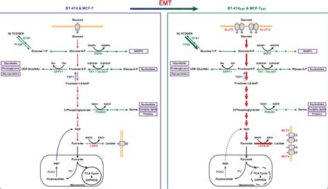 EMT Mediated Changes In Glucose Metabolism Diagram Summarizing