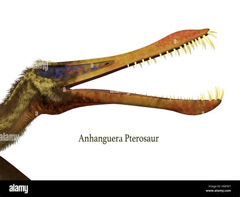 Prehistoric Genus Of Pterosaur Hi Res Stock Photography And Images Alamy