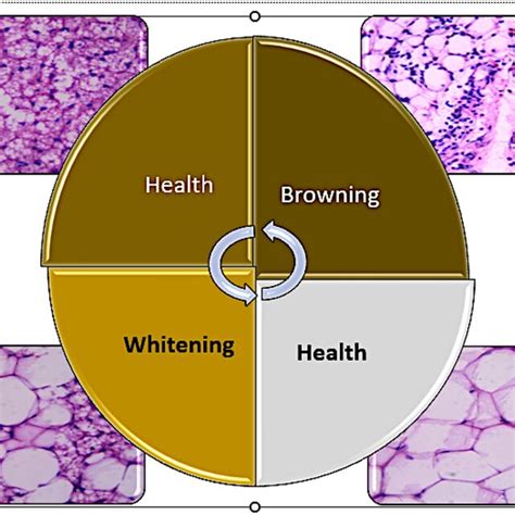 Histopathology Adipose Tissue Of Rats H E Staining Magnification