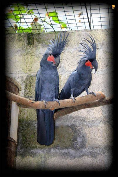 Kakatua raja or Indonesia Palm Cockatoo | OM KICAU