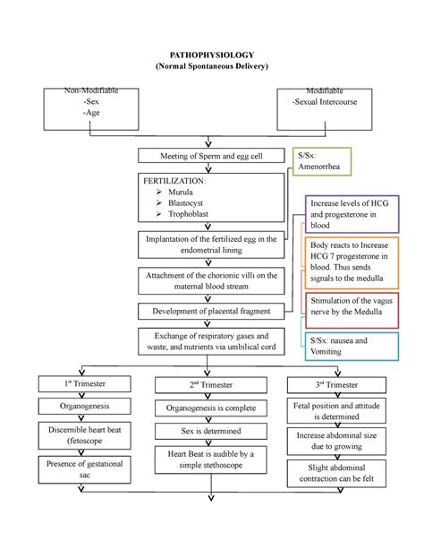 Pathophysiology Physiology Of Normal Spontaneous Delivery