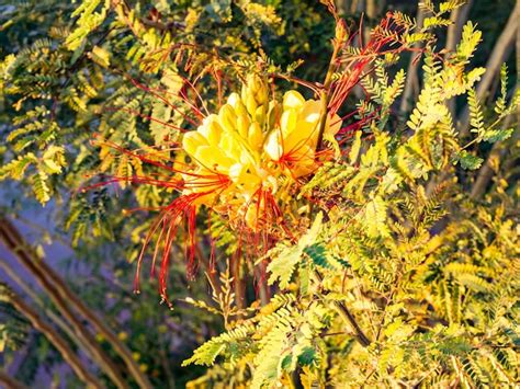 premium photo caesalpinia gilliesii common  bird  paradise