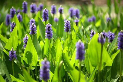 Купить Pontederia cordata (Понтедерия сердцелистная), купить водные ...