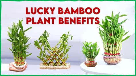 Lucky Bamboo Plant Benefits GreenStories