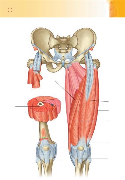Miembro Inferior Flashcards Gray Anatom A Para Estudiantes Miembro