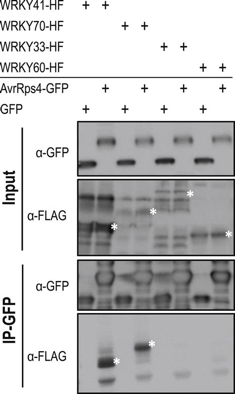 A Plant Immune Receptor Detects Pathogen Effectors that Target WRKY ... 