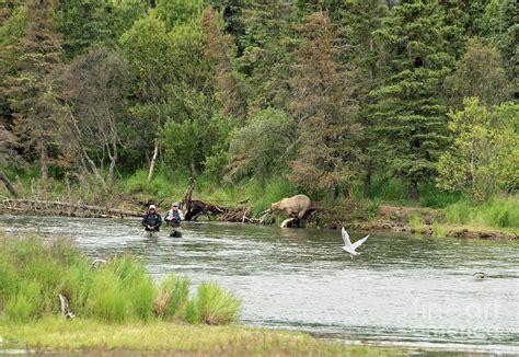 Fishing Katmai Photograph by Jim Chamberlain - Fine Art America