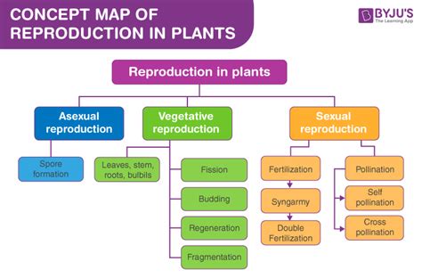 Simple Mitosis Concept Map