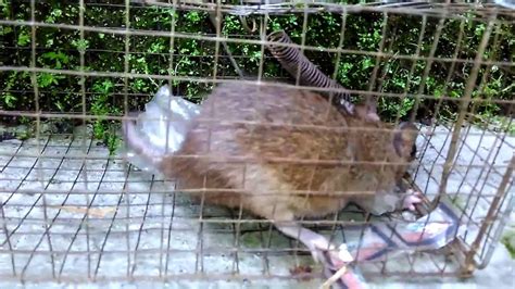 Tikus Besar Laco Blog