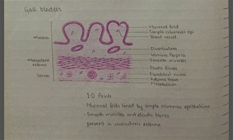 Gall bladder