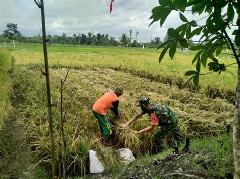 Puasa Tidak Jadi Penghalang Bagi Babinsa Kodim 1002 HST Bantu Petani