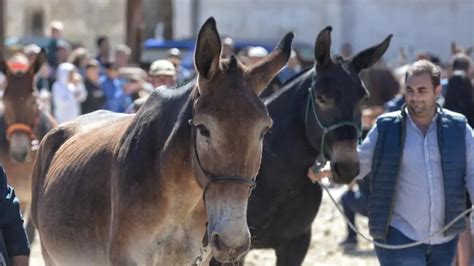 La Feria Ganadera De Orihuela Del Tremedal Hace Historia Al Congregar